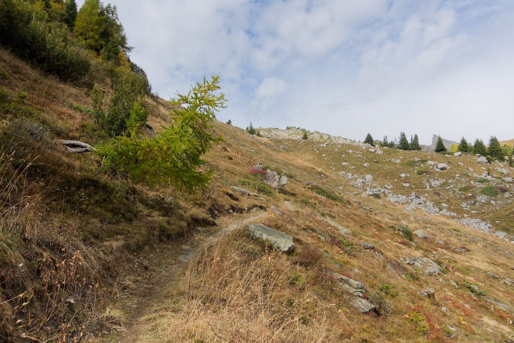 Pointet, Croix de la Chia, Flore (12.10.2024)