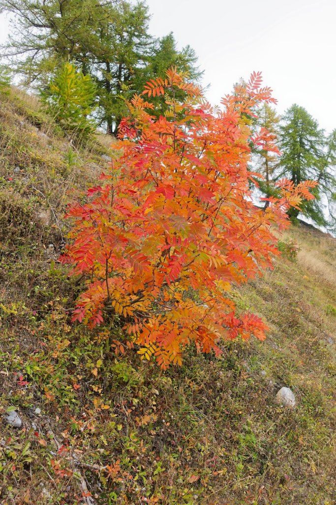 Pointet, Croix de la Chia, Flore (12.10.2024)