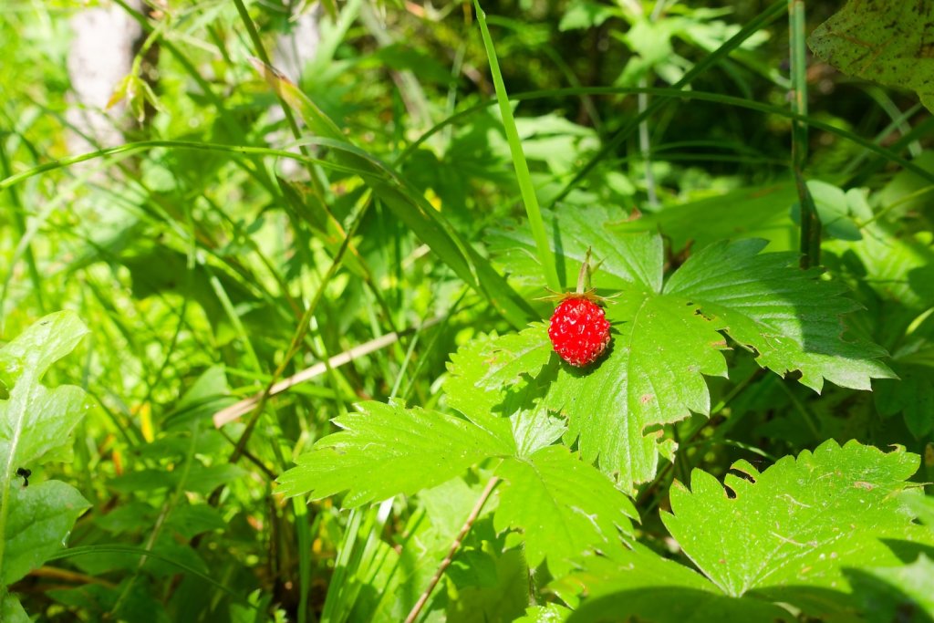 Bisse de la Tsandra (Mayens de My, Grand Zour) (20.07.2025)